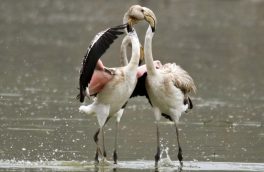 Gli abbracci dei fenicotteri