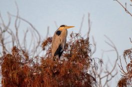 Associazione Donne Ambientaliste