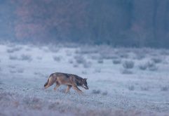 #iononhopauradellupo 2021