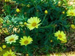 In via Picasso, il giardino delle farfalle