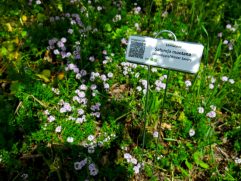 Novità dalla Food Forest