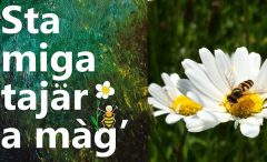 Sta miga tajär a màg'!