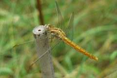 Ok al laghetto della biodiversità