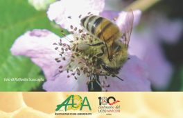 Apicoltura e sostenibilità