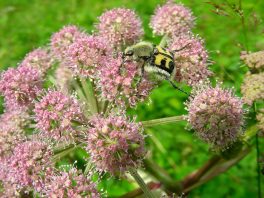 Escursione al Lago Verde
