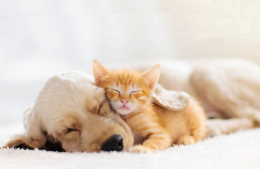 Nasce la Divisione Veterinaria della Pubblica