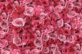 Un fiore per la prevenzione