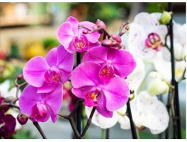 Tornano le orchidee ADISCO