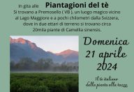 In gita alle piantagioni del tè italiano