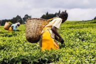 Il volontariato delle donne