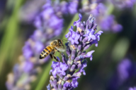 Api, salute e benessere