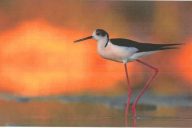 Il volontariato delle donne