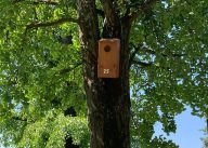 A Sissa un'azione concreta per la biodiversità urbana