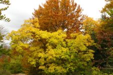 Autunno in Montagnana
