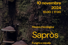 Sapròs - funghi e micelio in arte e design