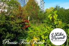 Alla scoperta della Picasso Food Forest