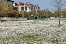 Le associazioni ambientaliste a sostegno del progetto "Prati fioriti"