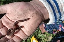 Parchi urbani crescono