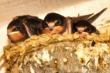 Felicità è un nido di rondini ... nel garage!