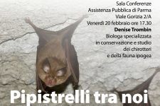 Pipistrelli tra noi: false credenze e nuove conoscenze