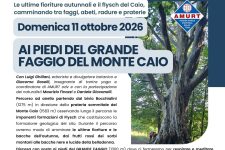 Ai piedi del grande faggio del Monte Caio